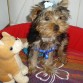 HOLA ME LLAMO IRU SOY UN CACHORRITO DE SIETE MESES Y ME ENCANTARIA HACER AMIGUITOS 